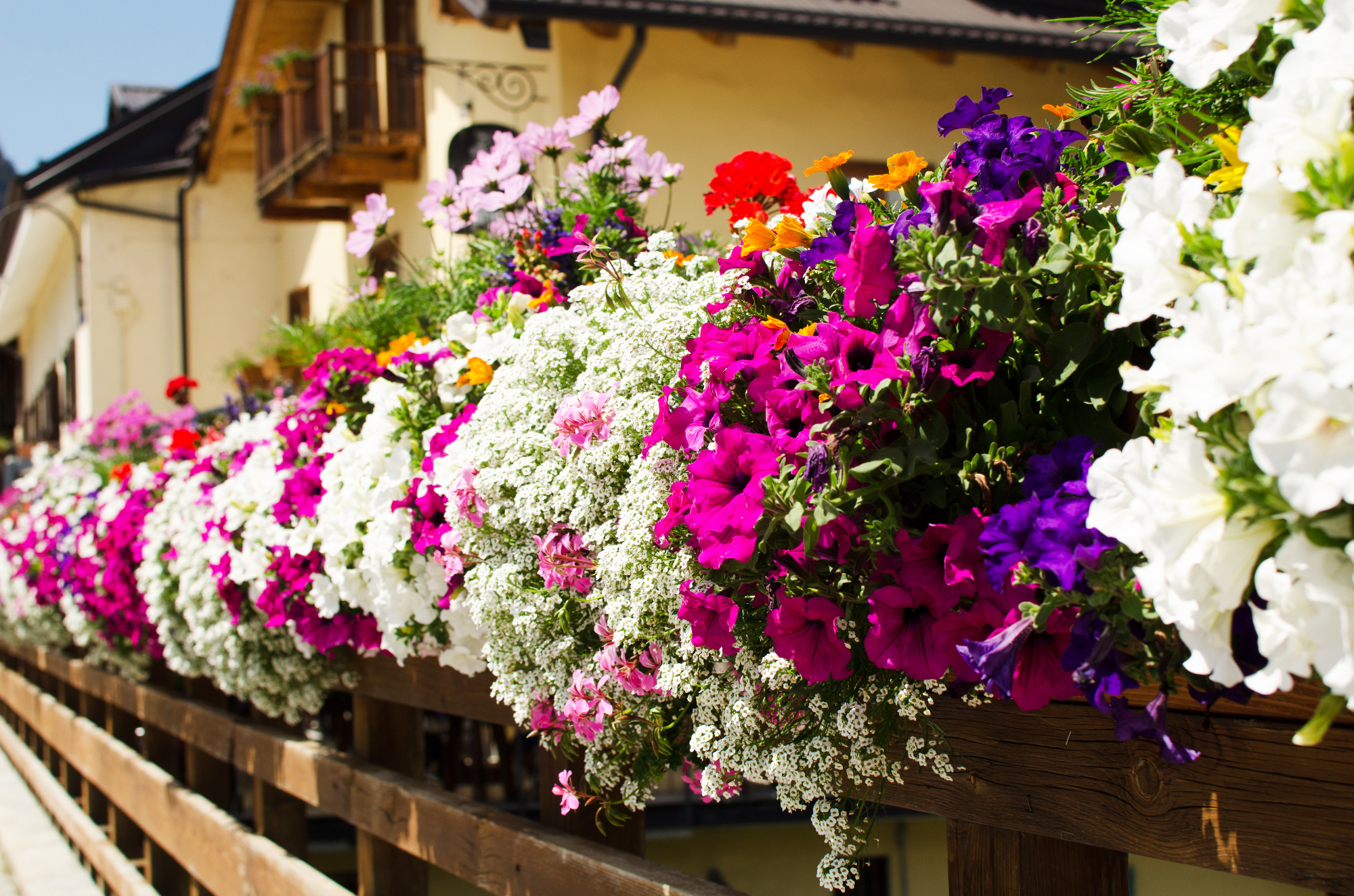 Najboljše balkonske rože za poletne mesece